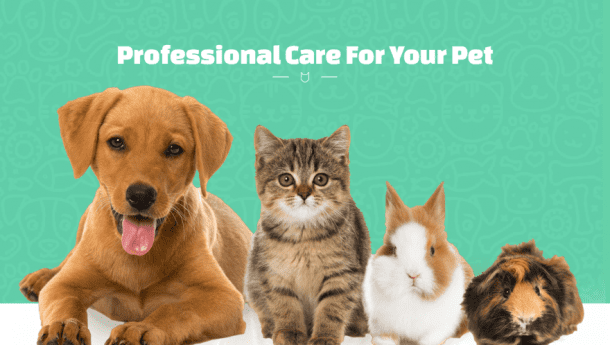 9 Divi Layouts for Veterinarian Websites